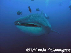 Whale shark at Roca Partida, Revillagigedo islands. by Ramón Domínguez 